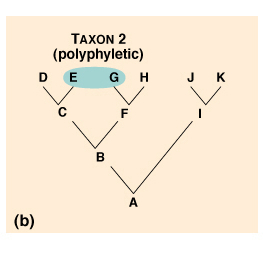 Describe polyphyletic grouping on a cladogram