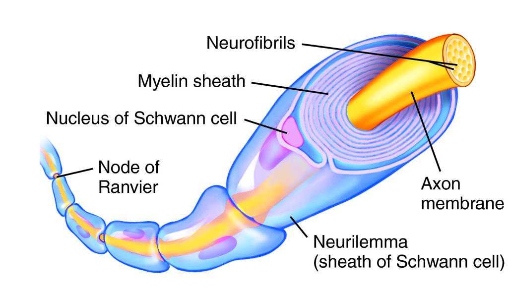 <p>Myelin Sheath</p>