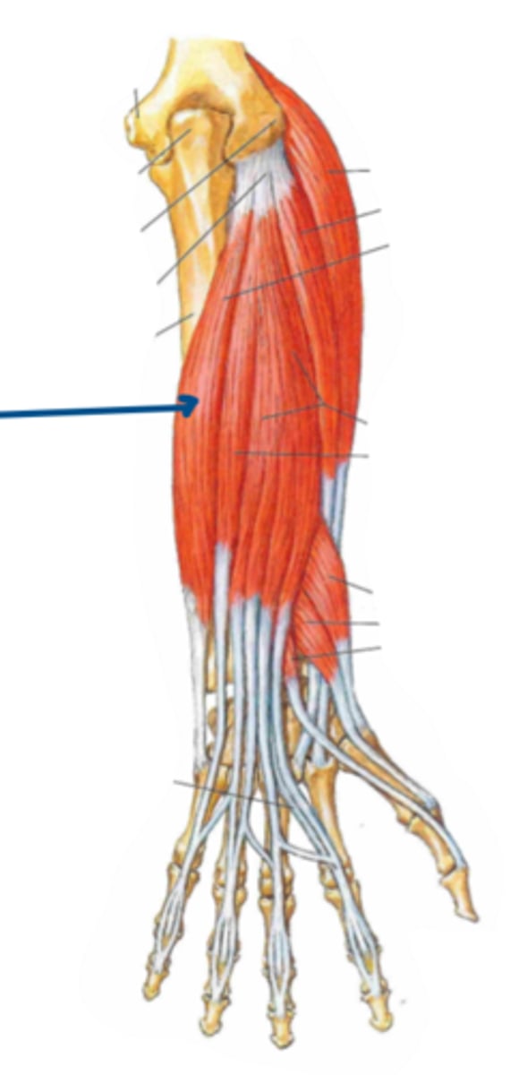 <p>Identify the innervation of the structure indicated by the arrow</p>