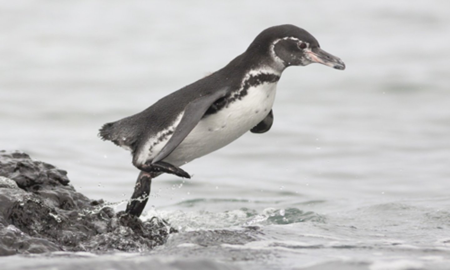 <p>Galapagos Penguin (10 facts)</p><p>- 1 Diet/Prey</p><p>- 2 Size/Color</p><p>- 3 Location</p><p>- 1 Reproduction/Displays</p><p>- 1 Predators</p><p>- 1 Temperature Regulation</p><p>- 1 Other</p>