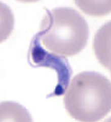 <p>What organism is this?</p>
