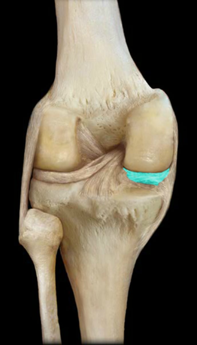 <p>Made of fibrocartilage, allows articular bones to fit tightly together, increases knee stability (increases curve of tibial condyles), reduces friction, shock absorber</p>