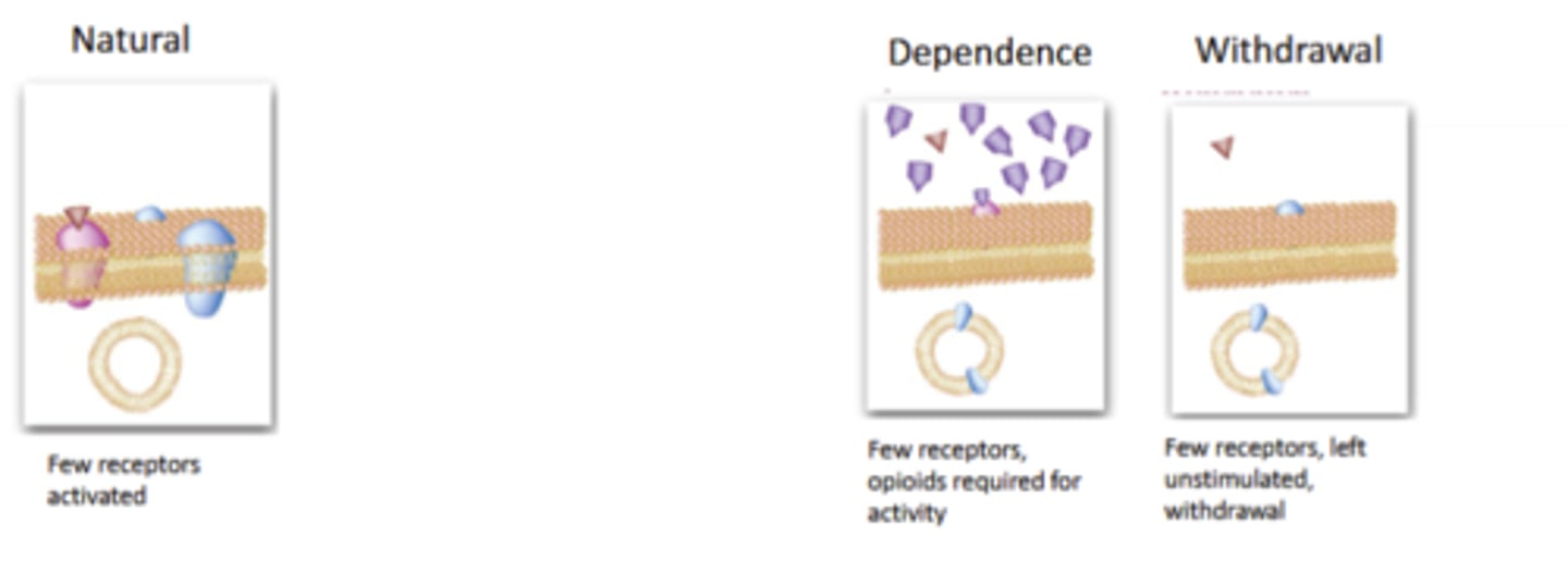 <p>Complex series of events, seem to start with desensitizationof the on the receptor/signaling level, with transitions occurringup to behavioral responses.</p><p>Oddly, rates of tolerance and dependence vary by opioid effect. Analgesia, euphoria quick; constipation slow</p><p>Very generally: μ agonists show faster tolerance, and κ seems to show the slowest rate (many exceptions)</p>