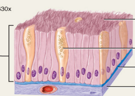 <p>Epithelial tissue with cilia that aids in movement, found in respiratory passages.</p>