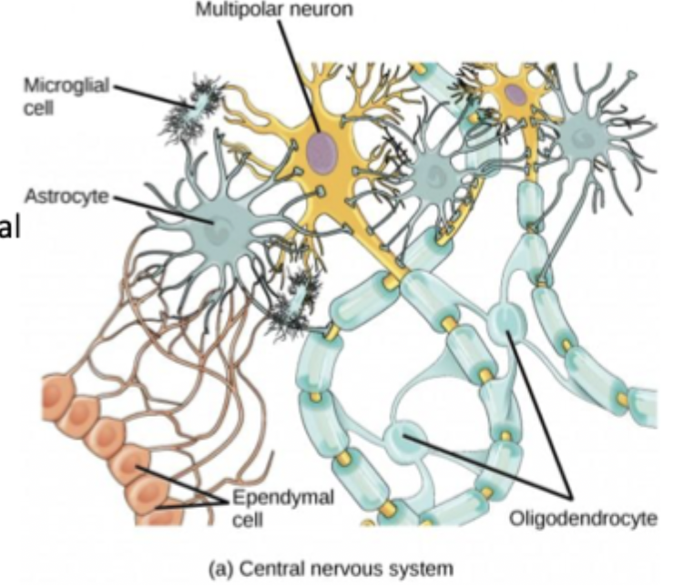 <p></p><ul><li><p><strong>Oligodendrocytes</strong> form myelin sheath, each oligodendrocyte can provide myelin for more than one axon in the CNS </p></li><li><p><strong>Astrocytes</strong> provide nutrients, maintain extracellular environment and provide structural support</p></li><li><p><strong>Microglia </strong>immune response</p></li><li><p><strong>Ependymal cells </strong>circulate and produce cerebrospinal fluid</p></li></ul><p></p>