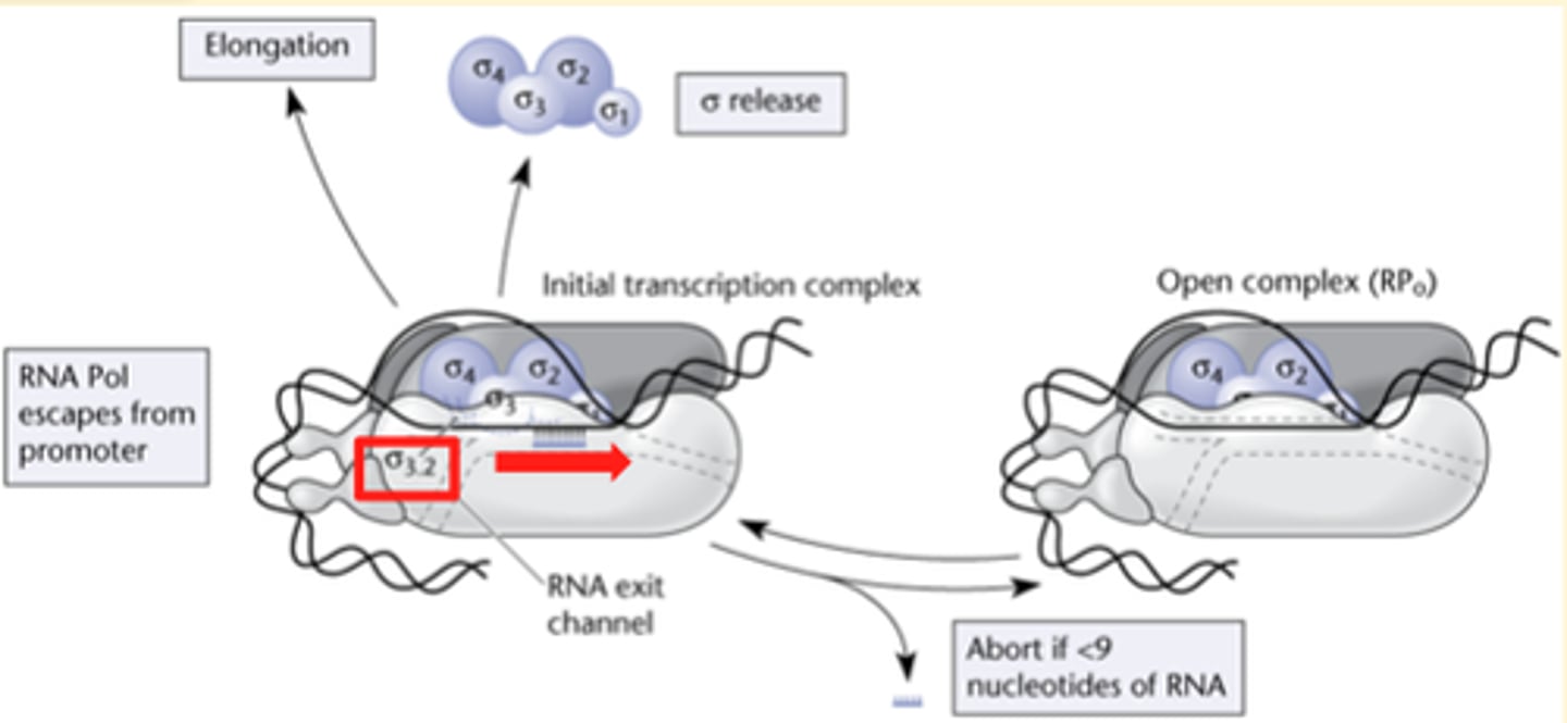 <p>Abortive initiation - formation of an early elongation complex</p>