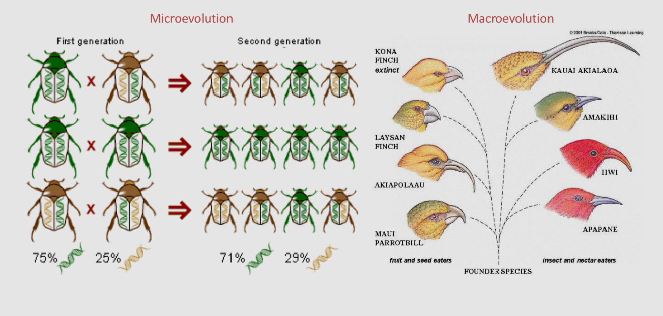 <p>Evolution is the process through which populations of organisms change over time through genetic variation, natural selection, and adaptation. </p>