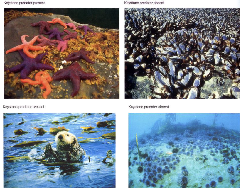 <ul><li><p>higher trophic levels affect lower trophic levels</p><ul><li><p>top-down forcing</p></li><li><p>trophic cascades</p></li><li><p>keystone predators</p></li><li><p>regime shifts / phase shifts</p></li></ul></li></ul><p></p>