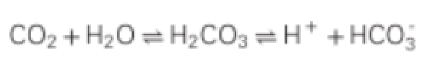 <ul><li><p class="">The carbonic acid-bicarbonate system is the major buffer in the body</p></li><li><p class="">It helps maintain the pH of blood by balancing carbonic acid (H2CO3) and bicarbonate (HCO3-)</p><ul><li><p class="">CO2 + water = bicarbonate acid + H + carbonate</p><ul><li><p class="">Depends on what our body needs; can have CO2 being removed by breathing or have H and carbonate to get removed by renal system</p><ul><li><p class="">Bicarbonate regulated by kidney: hydrogen removed through urine</p></li></ul></li></ul></li></ul></li></ul><p></p>