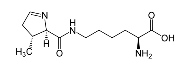 <p>The charged tRNA can recognize and translate UAG stop codon</p><p></p>
