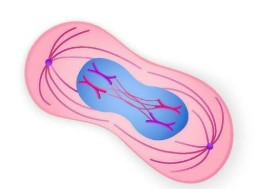 <p>Which phase is this?</p>