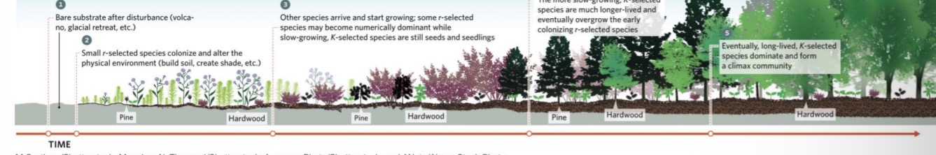 <p><span><span>Early species modify the environment in ways that neither benefit nor inhibit later species.</span></span></p>