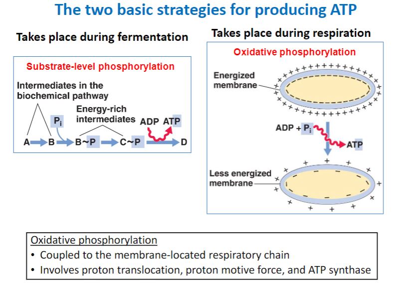 <p>Two basic strategies for producing ATP</p>