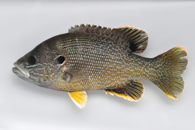 <p>Green sunfish; large mouth, pectoral fin rounded</p>