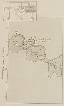 <p>Figure 7.2 illustrates the electron transport chain. Which of the following is initially added to the chain with the highest free energy?</p>