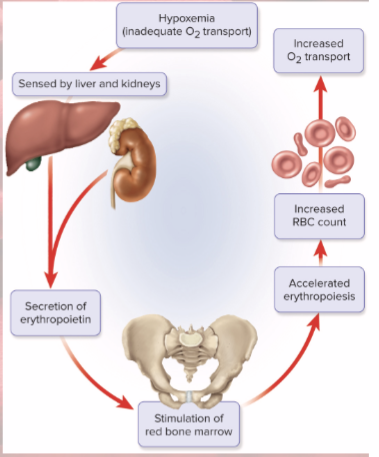 <p>causes kidney hypoxemia (low levels of oxygen)</p><p>kidney production of EPO stimulates bone marrow</p><p>RBC count increases</p>