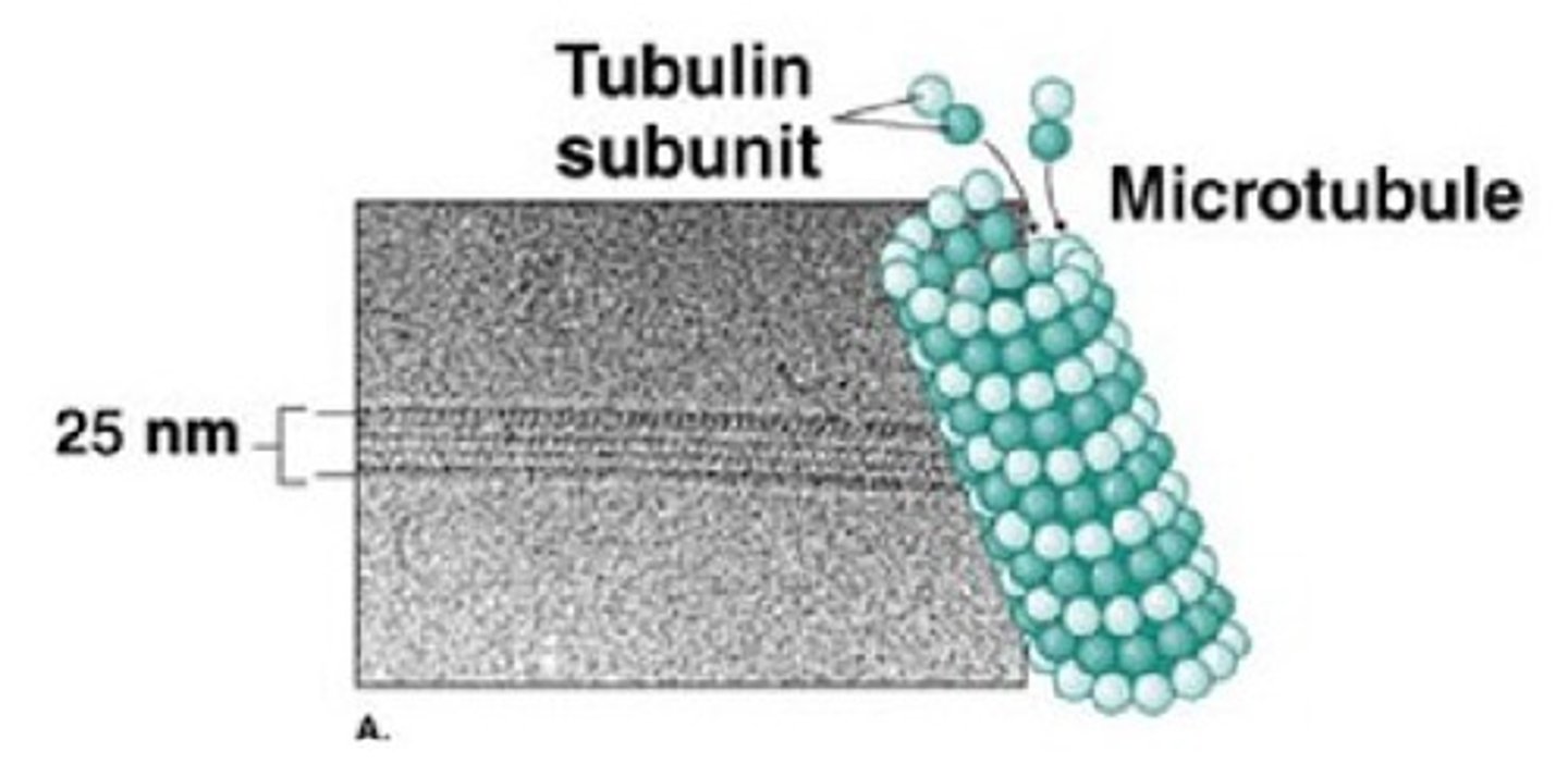 <p>- hollow tube made of protein tubulin</p><p>- centrosome: the center of microtubules construction</p><p>- a pair of centrioles make a centrosome</p><p>- easily and rapidly assembled and disassembled</p><p>- eukaryotic flagellum</p><p>- mitotic spindle</p><p>- trackways for vesicles to travel on</p>