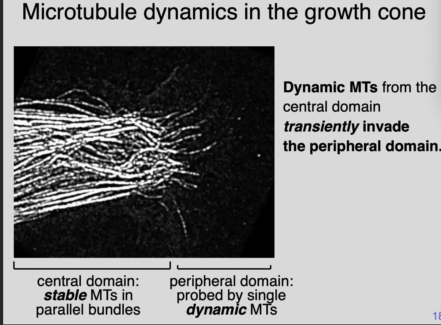 <p>Dynamic MTs from the central domain <strong>transiently invade</strong> the peripheral domain</p><ul><li><p>Central domain→ stable MTs in parallel bunds</p></li><li><p>Peripheral domain→ probed by single <strong>dynamic</strong> MTs</p></li></ul><p></p>