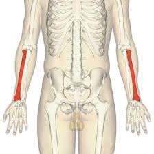 bone on the thumb side