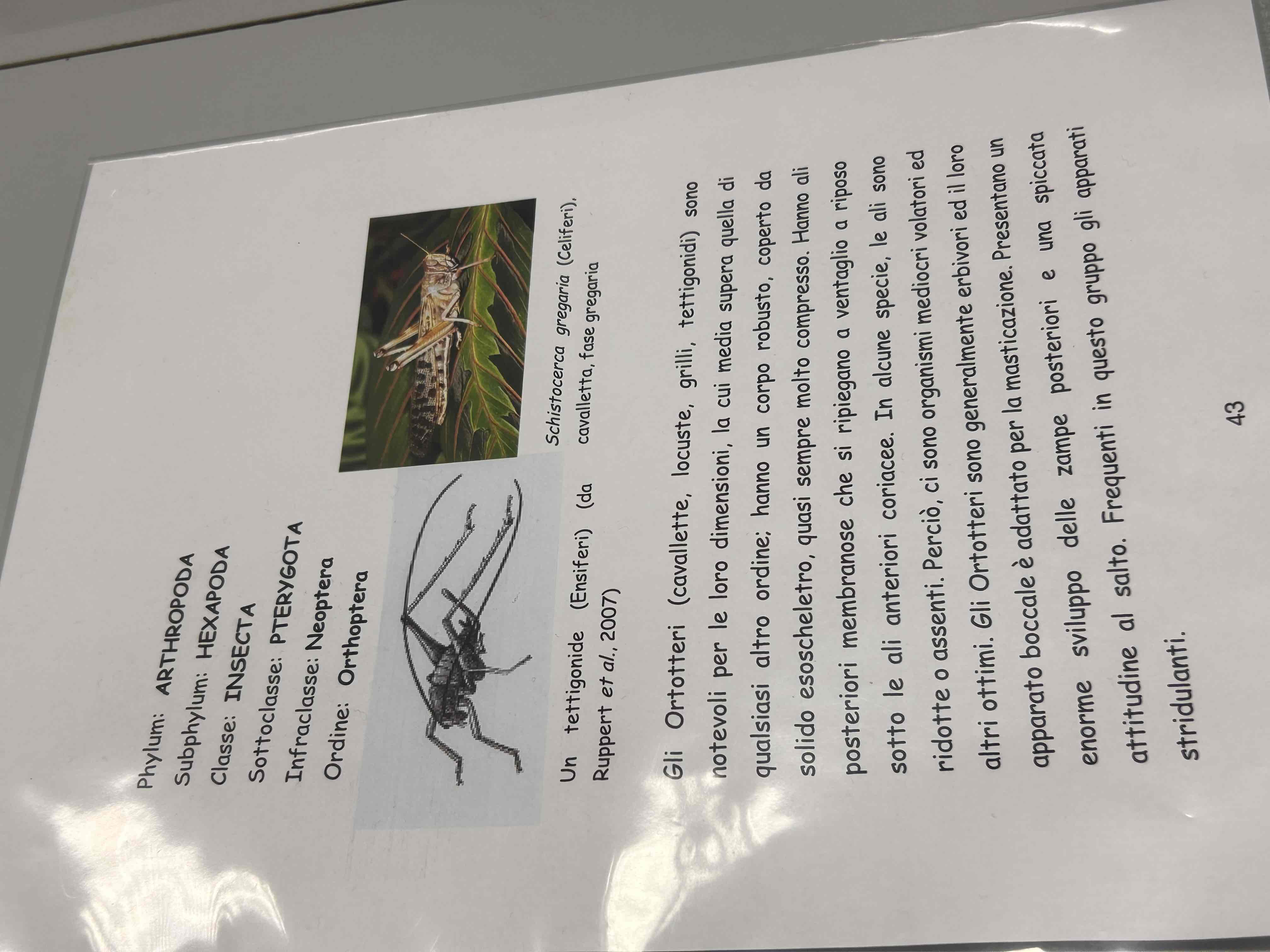 <p>Artropodi</p><p>Esapodi</p><p>Insetti</p><p>Pterygota</p><p>Neotteri</p><p>Eterometaboli</p><p>Orthoptera</p><p>Cavalletta</p>