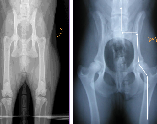 <p><span style="background-color: transparent;"><strong>Pelvis Fractures</strong></span></p>