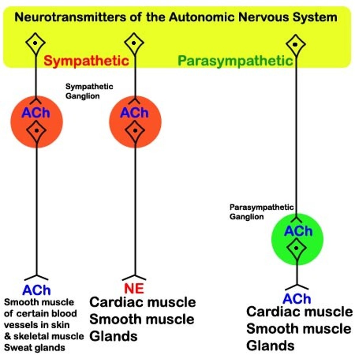 <p>(D) short, long</p><p>The Sympathetic nervous system has a short first axon, and a long second axon.</p>
