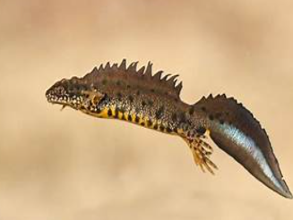 <p></p><p>Triturus cristatus</p>