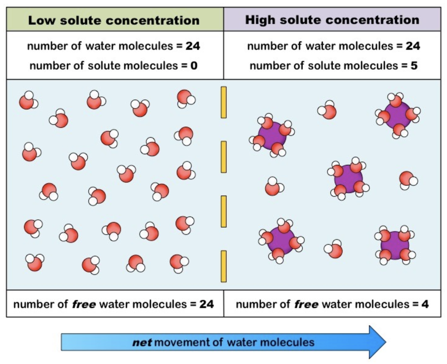 <p><strong>Osmosis -</strong> net movement of <u>water</u> molecules across a <em>semi-permeable</em> membrane from a region of<em> low solute</em> concentration to a region of <em>high solute</em> concentration (until equilibrium is reached).</p><ul><li><p>Water is <em>universal solvent</em></p><ul><li><p>Will associate with and dissolve polar or charged molecules (solutes)</p></li></ul></li><li><p>Because solutes cannot cross a cell membrane unaided, water moved to equalise the two solutions </p></li><li><p>Higher solute concentration = less free water molecules in solution</p></li><li><p><strong>Osmosis is essentially the diffusion of <u>free</u> water molecules and hence occurs from regions of low solute concentration.</strong></p></li></ul>