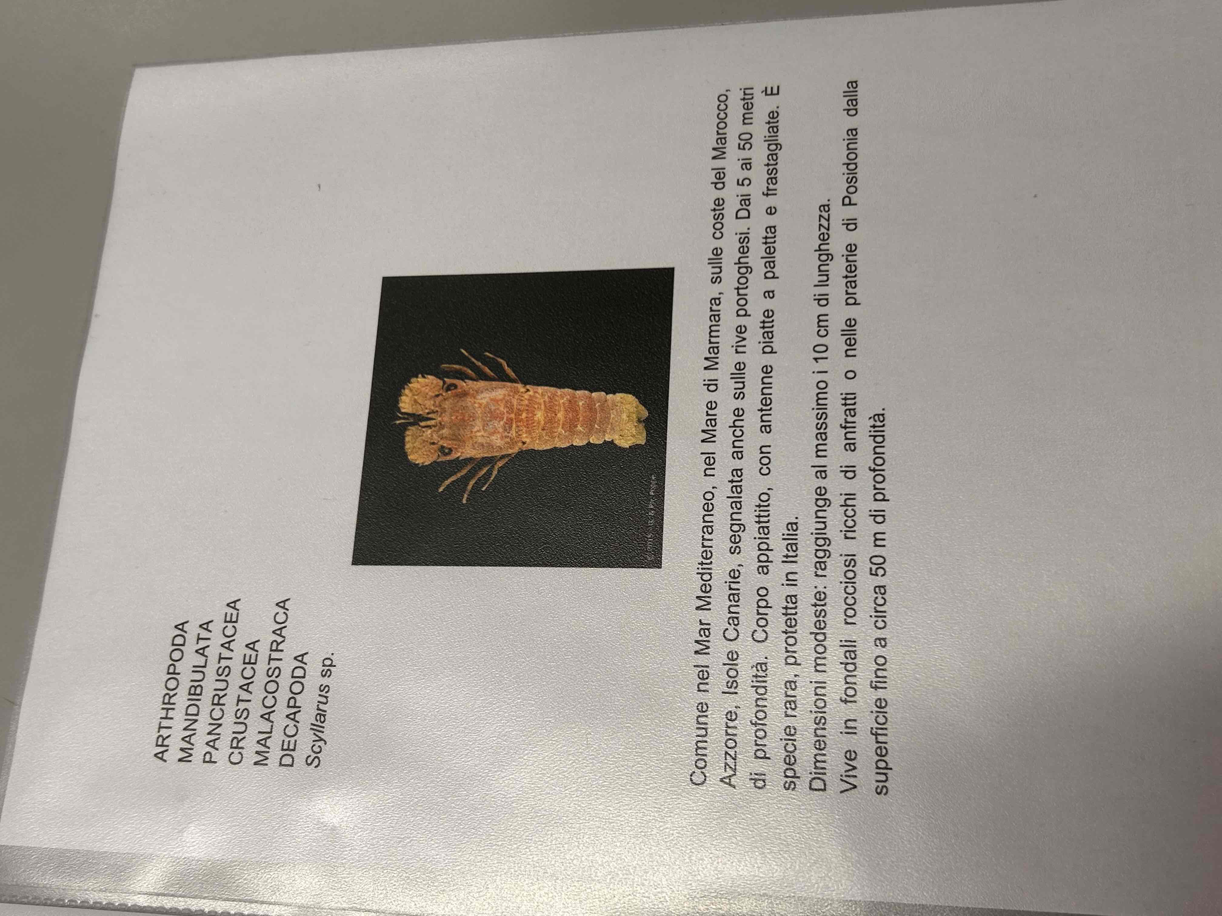 <p>Crostacea</p><p>Malacostraca</p><p>Eumalacostraca</p><p>Decapoda</p><p>Macrura ??</p><p>Scullarius sp</p>