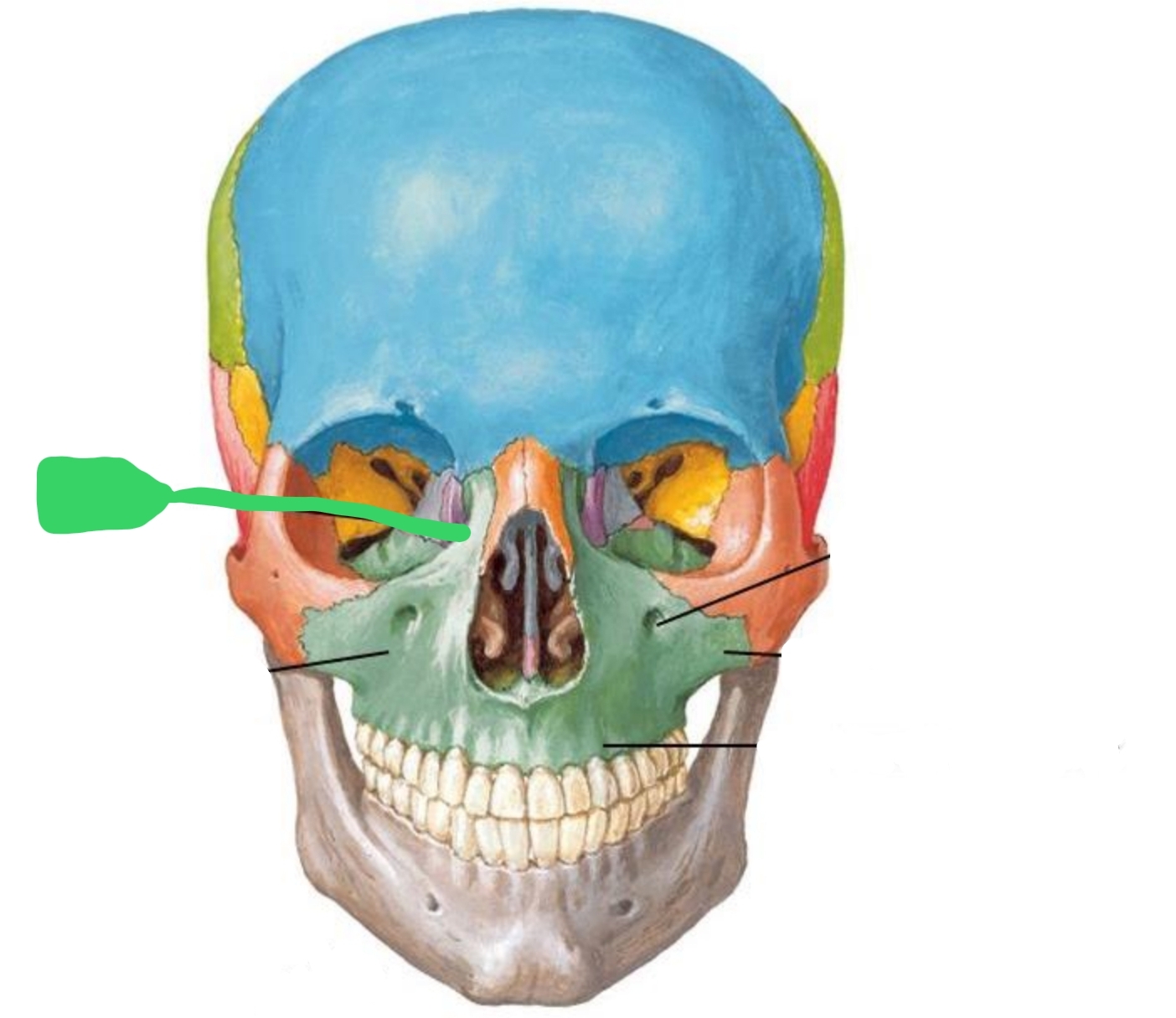 <p>Extends from body toward nose</p>