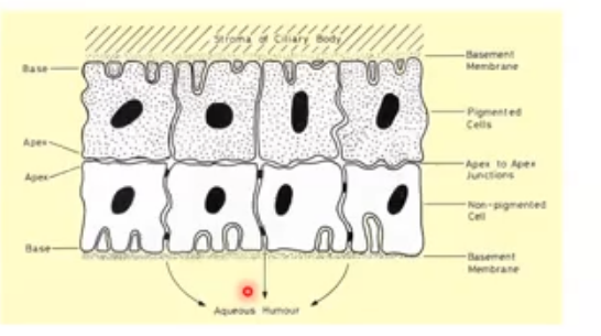 <p>how is aqueous humour produced </p>