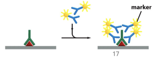 <p>marker-coupled antibodies directed against rabbit antibodies</p>