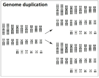 <p>completely duplicated genome</p>