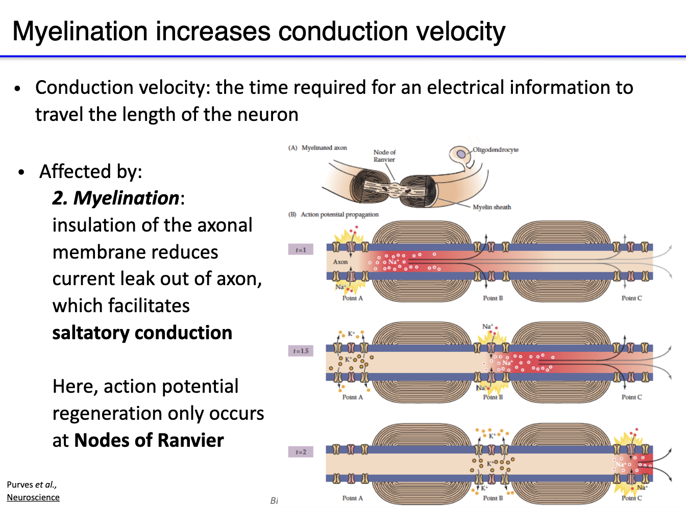 <ul><li><p><strong>Myelin</strong> insulates axon → <strong>reduces current leak</strong></p></li><li><p>Allows <strong>saltatory conduction</strong>: AP jumps between <strong>Nodes of Ranvier</strong></p></li><li><p>Increases <strong>speed</strong> and <strong>efficiency</strong> of AP propagation</p></li></ul><p></p>