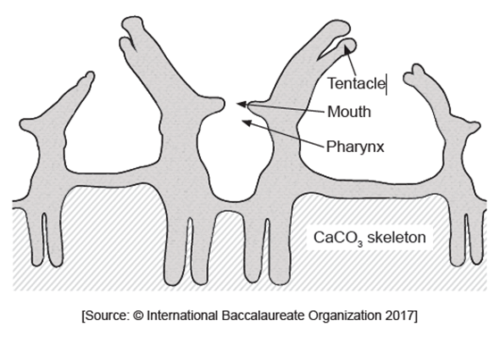 <p>Reef-building corals are an association between two organisms: coral polyps and <em>Zooxanthellae</em>.</p><p></p><p>12a (1 mark): State the relationship between <em>Zooxanthellae</em> and coral reef species.</p>