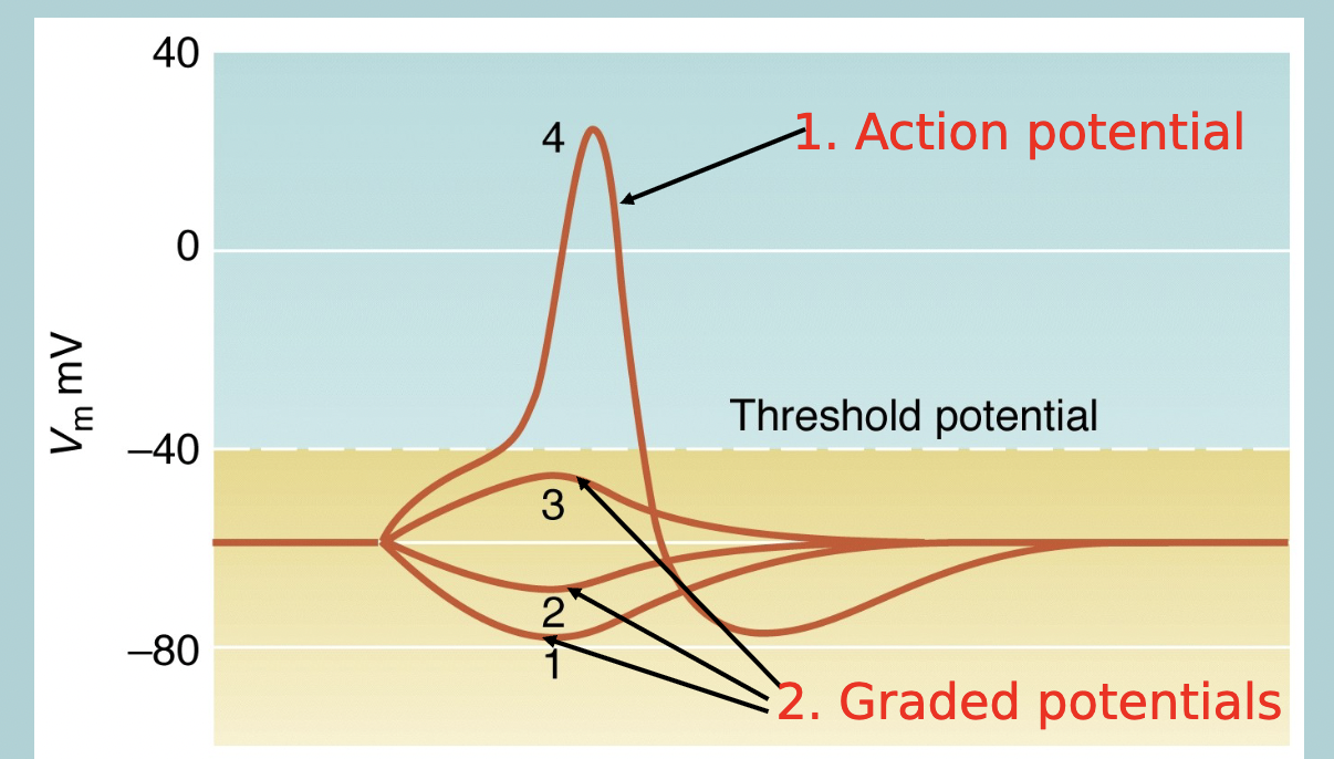 <ol><li><p>Graded potentials </p></li><li><p>Action potentials&nbsp;</p></li></ol><p></p>