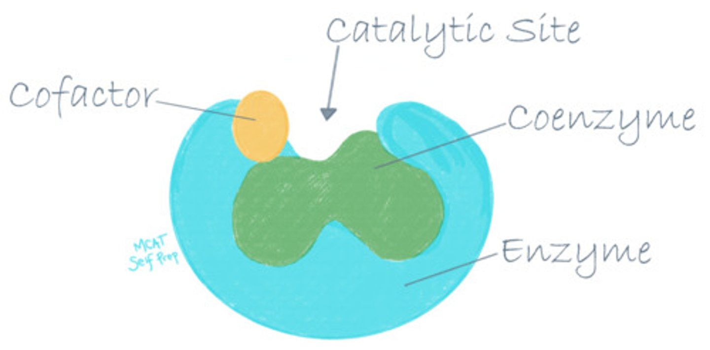 <p>Co-enzymes are carbon-based (organic) carrier molecules that carry/hold small particles for an enzyme to make catalysis run more smoothly.</p><p>Co-factors are non-protein chemical compounds (typically metallic ions) that are directly involved in the enzyme's catalytic mechanism. They do not "carry" anything like co-enzymes do, but rather stabilize the enzyme or substrate.</p>