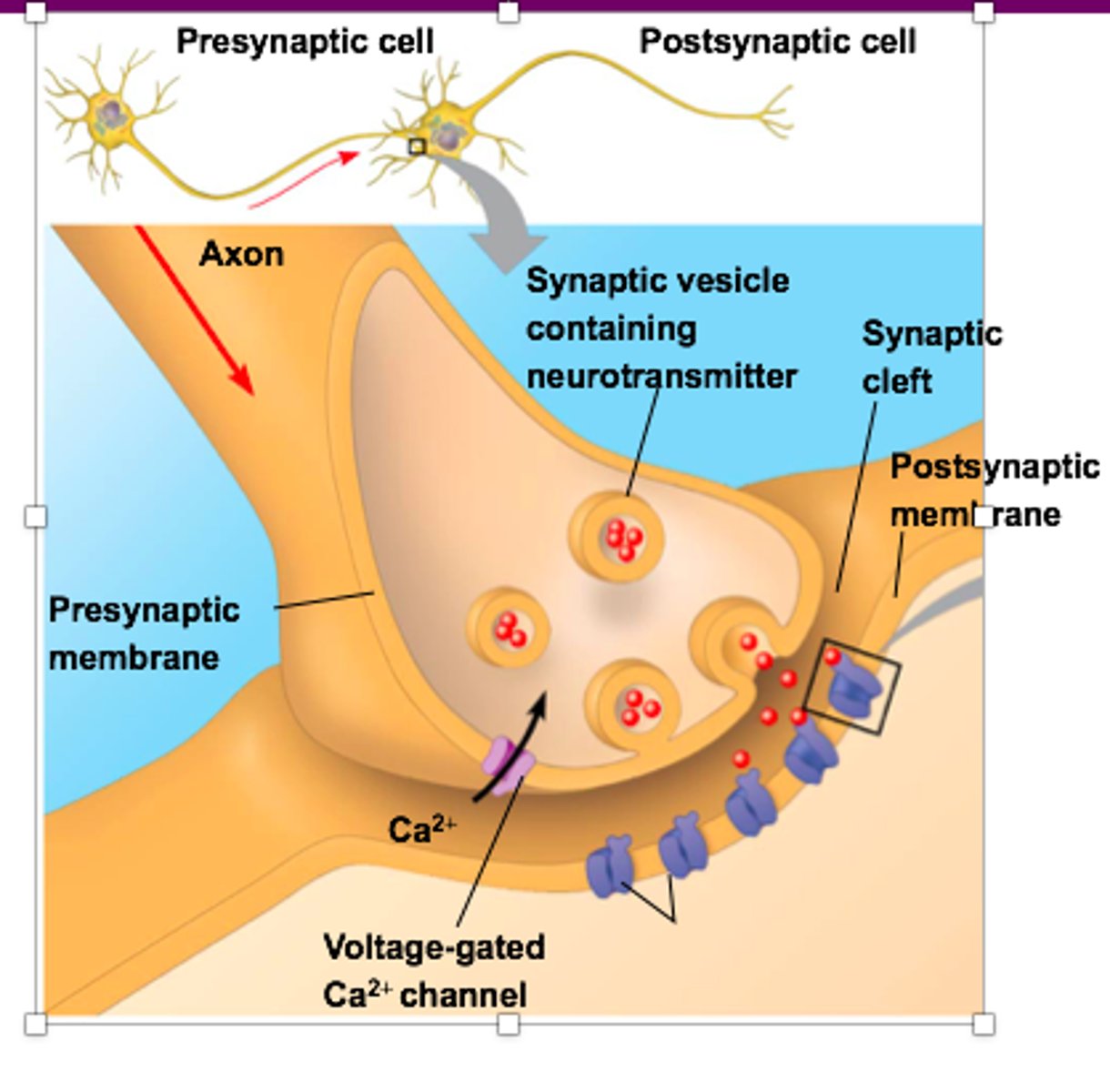 <p>1. action potential arrives, depolarizing presynaptic membrane</p><p>2. opening of voltage-gated channels; influx of Ca2+</p><p>3. elevated concentration causes synaptic vesicles to fuse with presynaptic membrnae, releasing neurotransmitter into the synaptic cleft</p><p>4. neurotransmitter binds to ligand-gated ion channels in postsynaptic membrane</p>