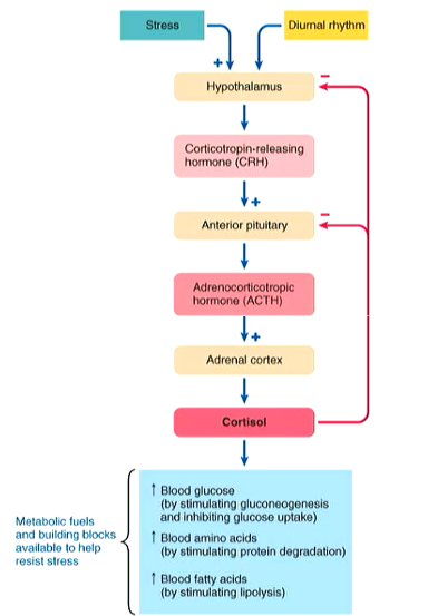 Cortisol is secreted by **HPA** axis (hypothalamus, pituitary and adrenal) 

\
**→  Diurnal rhythms:** Cortisol secretion increases when sleeping reaching a peak in morning, then decrease during day, reaching their lowest at bedtime

\
**→ Stress:** Increases cortisol secretion to metabolically prepare body for dealing with stress 

\
Upon stimulation hypothalamus by diurnal rhythm and stress, it releases CRH. This stimulates anterior pituitary to release ACTH, which stimulates release of cortisol from adrenal cortex (increasing blood glucose, protein and fats). Then, cortisol acts on hypothalamus and anterior pituitary in a negative feedback loop