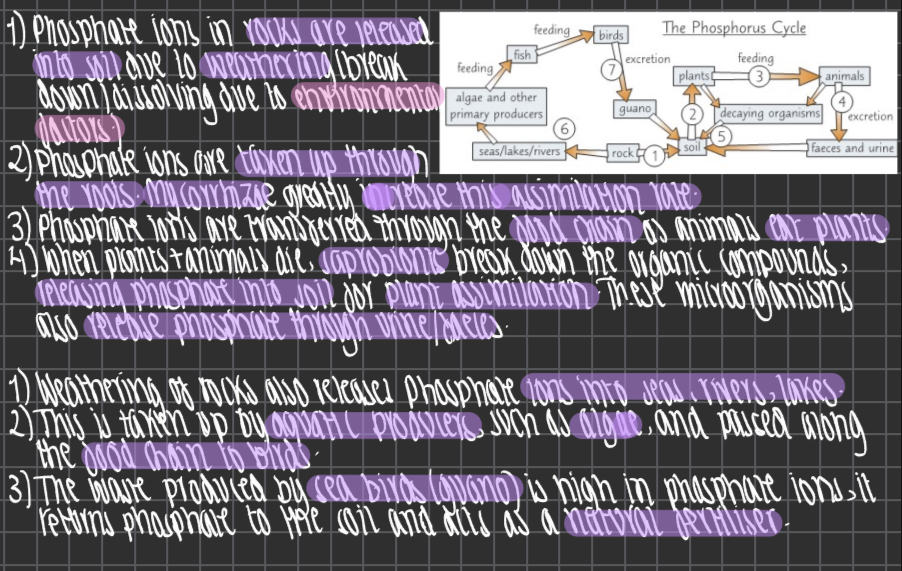 knowt flashcard image