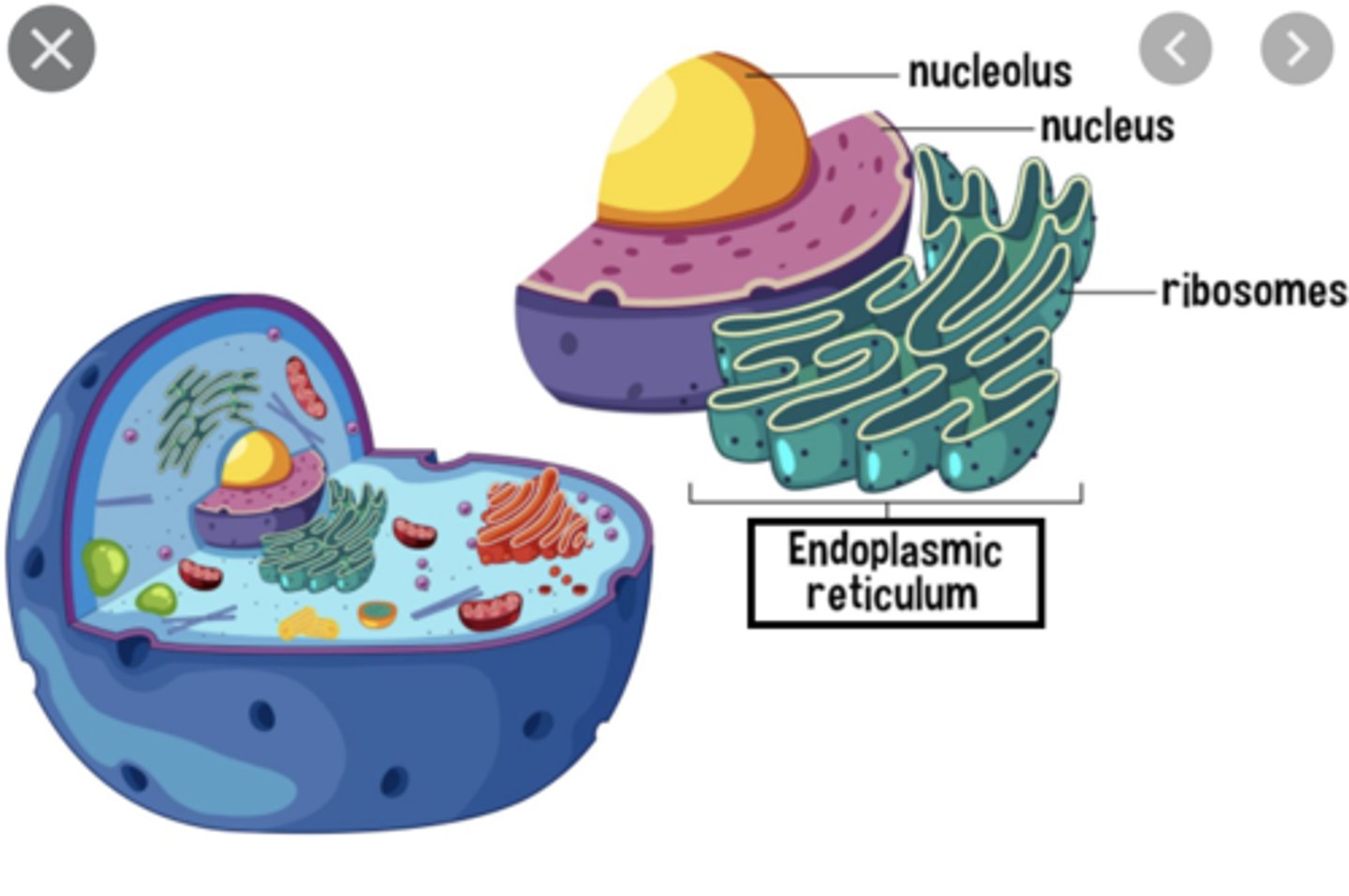 <p>double-membrane channel system that serves as a intracellular "highway" for transporting materials</p>