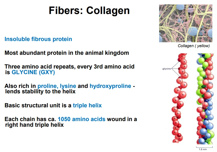 <ul><li><p>collagen is an<strong> insoluble fibrous protein</strong> that makes up the <strong>fibrils </strong>of the animal ECM</p></li><li><p>it is a <strong>right handed triple helix</strong> of <strong>three </strong>peptide strands made up of <strong>three </strong>amino acid <strong>repeats</strong>, every 3rd aa. being <strong>glycine</strong></p></li><li><p>glycine is the <strong>smallest </strong>amino acid, so when the collagen forms a triple helix, the glycine is at the <strong>centre </strong>to make the most <strong>compact </strong>possible shape</p></li><li><p><strong>rich in proline, lysine and hydroxyproline</strong></p></li></ul><p></p>