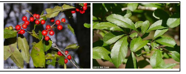 <p>Aquifoliaceae</p><p>Ilex decidua</p>