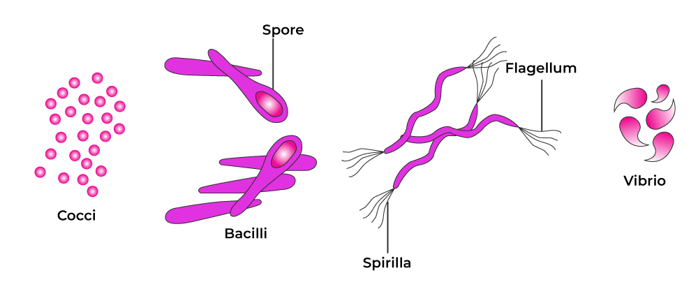 <ol><li><p>Bacillus (rod like)</p></li><li><p>Coccus (spherical)</p></li><li><p>Vibrio (comma shaped)</p></li><li><p>Spirillum (spiral)</p></li></ol><p></p>