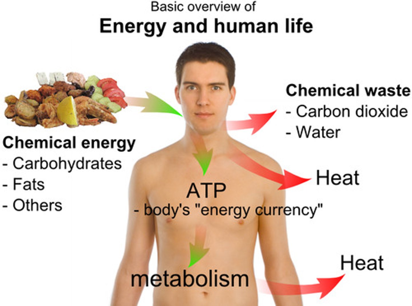 <p>(adenosine triphosphate) main energy source that cells use for most of their work</p>