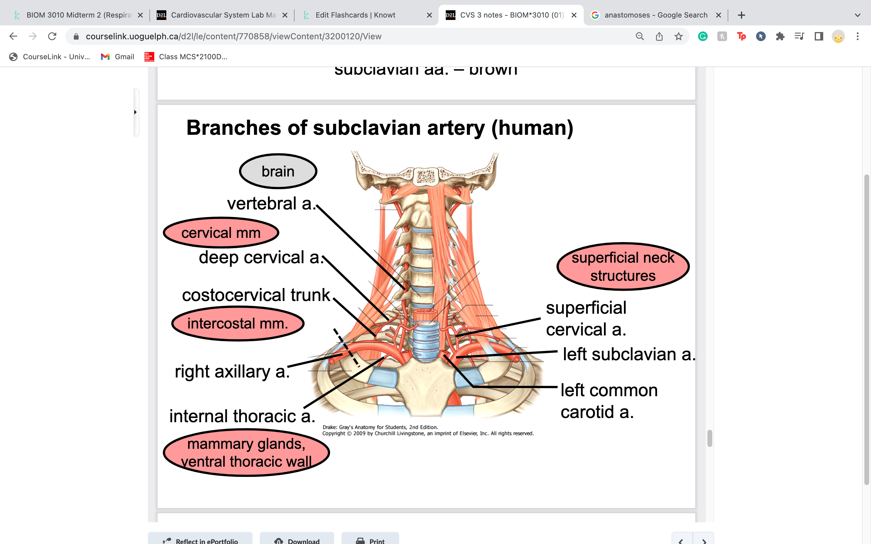 travels caudoventrally along the ventral thoracic wall on either side of the sternum to supply the thoracic wall, cranial
abdominal wall and mammary glands in the female (cranial epigastric arteries); was likely removed with the sternum

travel just underneath sternum