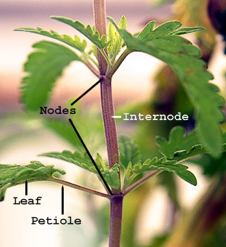 <p>What is an internode?</p>