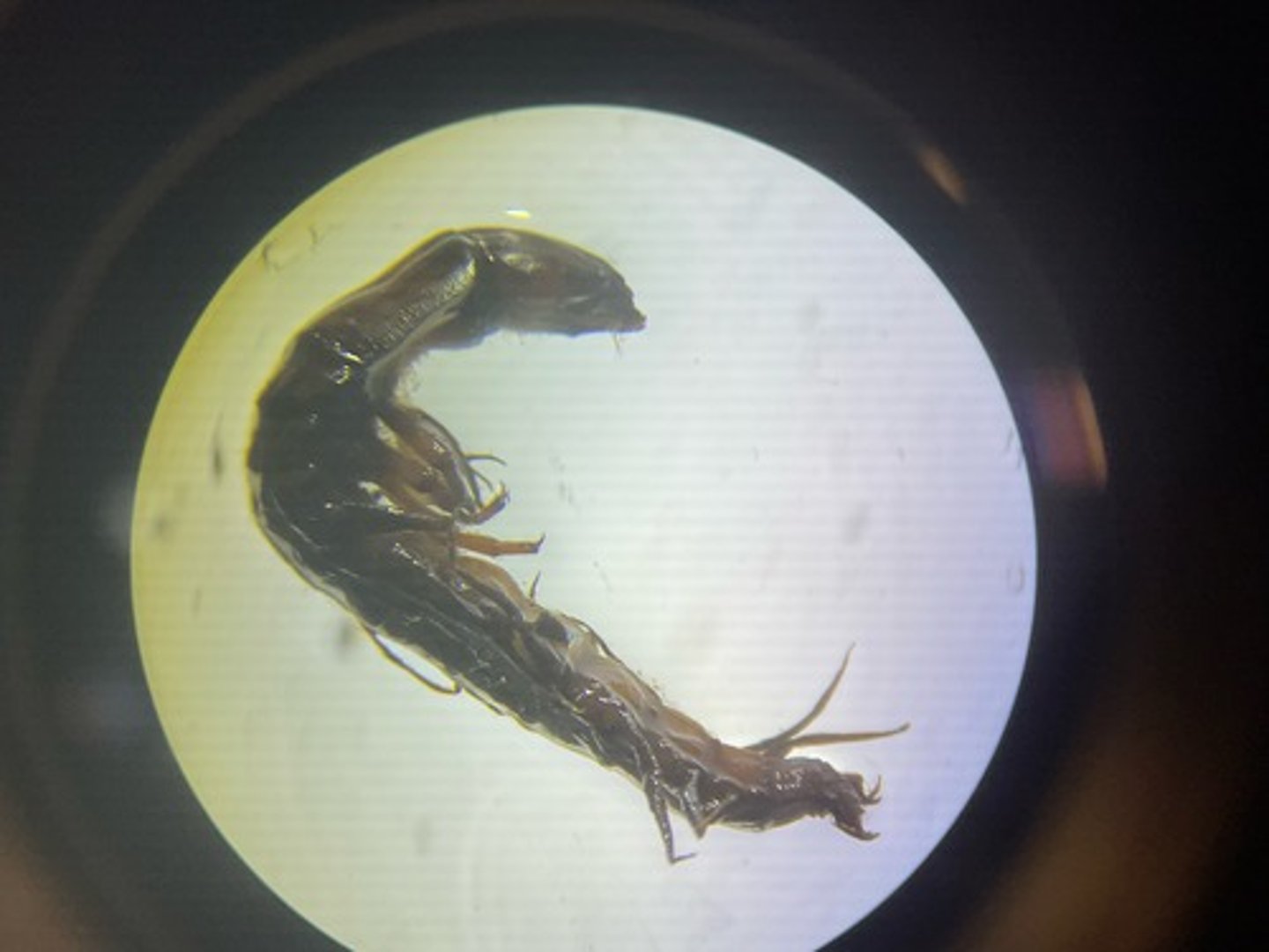 <p>Predator</p><p>-------------------</p><p>FEATURES:</p><p>- have a large mandibles</p><p>- have long lateral abdominal gills (look like legs</p><p>- hooked anal prolegs</p><p>- can tolerate more pollution (poor water qualities)</p>
