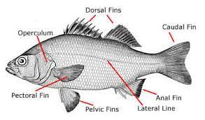 * 27000+ species
* fresh & saltwater
* operculum
* scales
* symmetric caudal fin
* pectoral fin parallel to body axis
* gas filled swim bladder for buoyancy