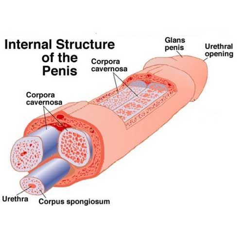 <p>Two <strong>paired columns</strong> of erectile tissue located <strong>dorsally</strong> in the penis.</p>